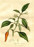 Cayenne